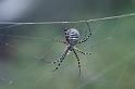 Argiope_trifasciata_D3242_Z_80_Valle Gran Rey_Spanje